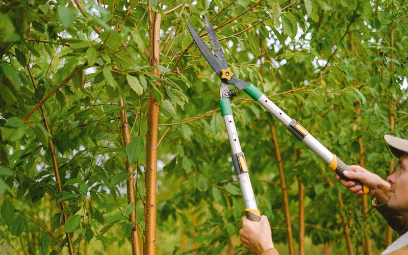 Tree trimming in Berry, KY